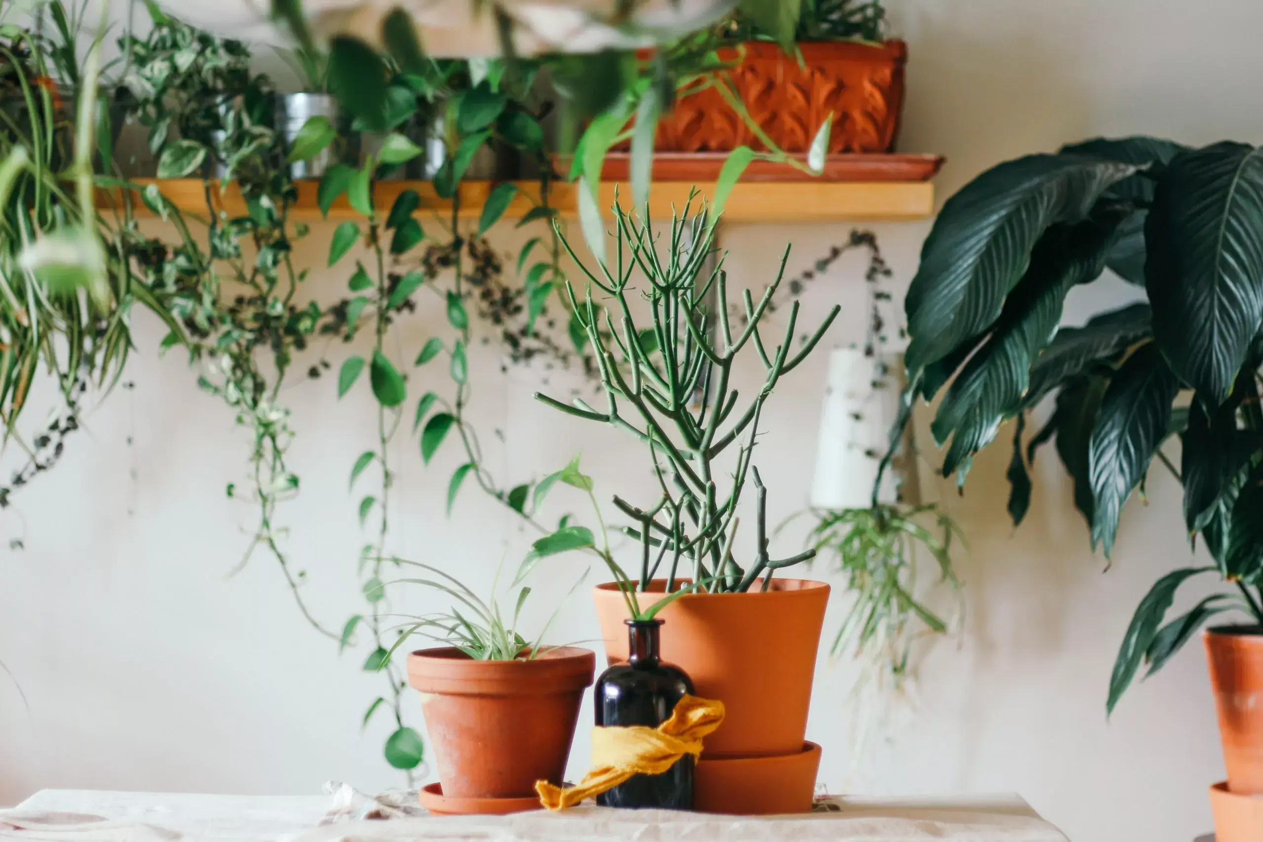 Is the Climate Inside Your Home Killing Your Plants?