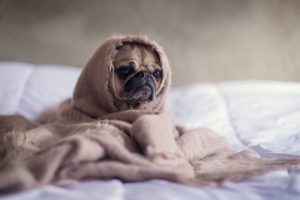 A pug sitting on a bed wrapped in a light brown blanket with only the dog's face visible