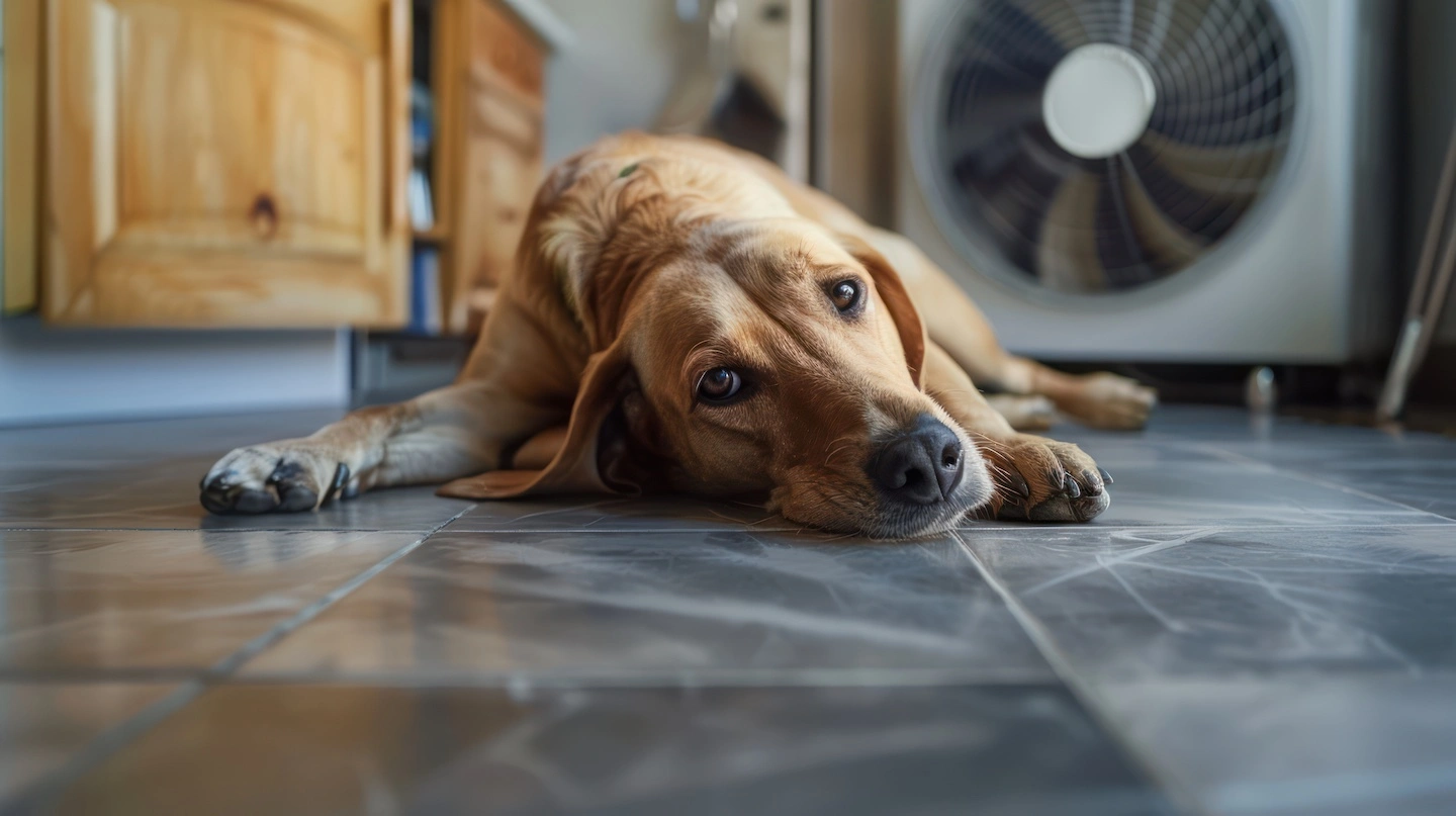 Dog laying on tile floor in Conroe, Texas while standing fan blows cool air on him.