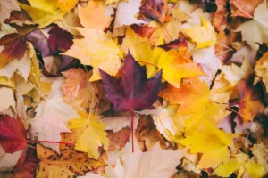 Red leaf on the top of a pile of orange and yellow leaves.