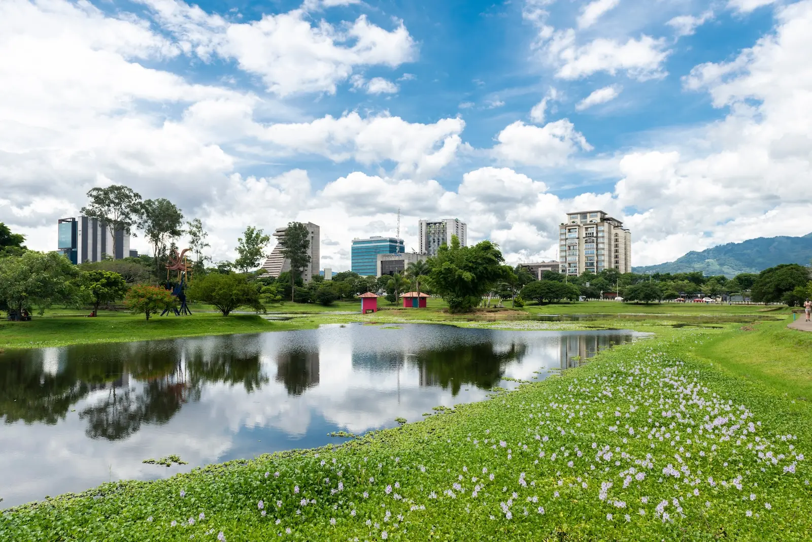 Pond in park with pink flowers surrounding the pond.