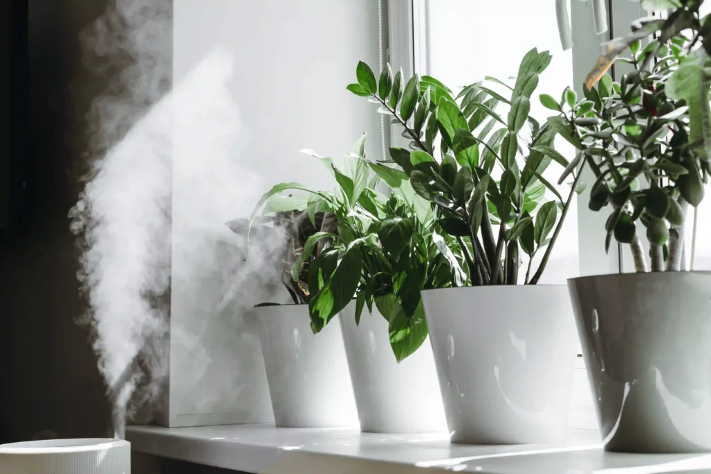 Humidifier keeping plants healthy inside home in Saskatoon, Saskatchewan.